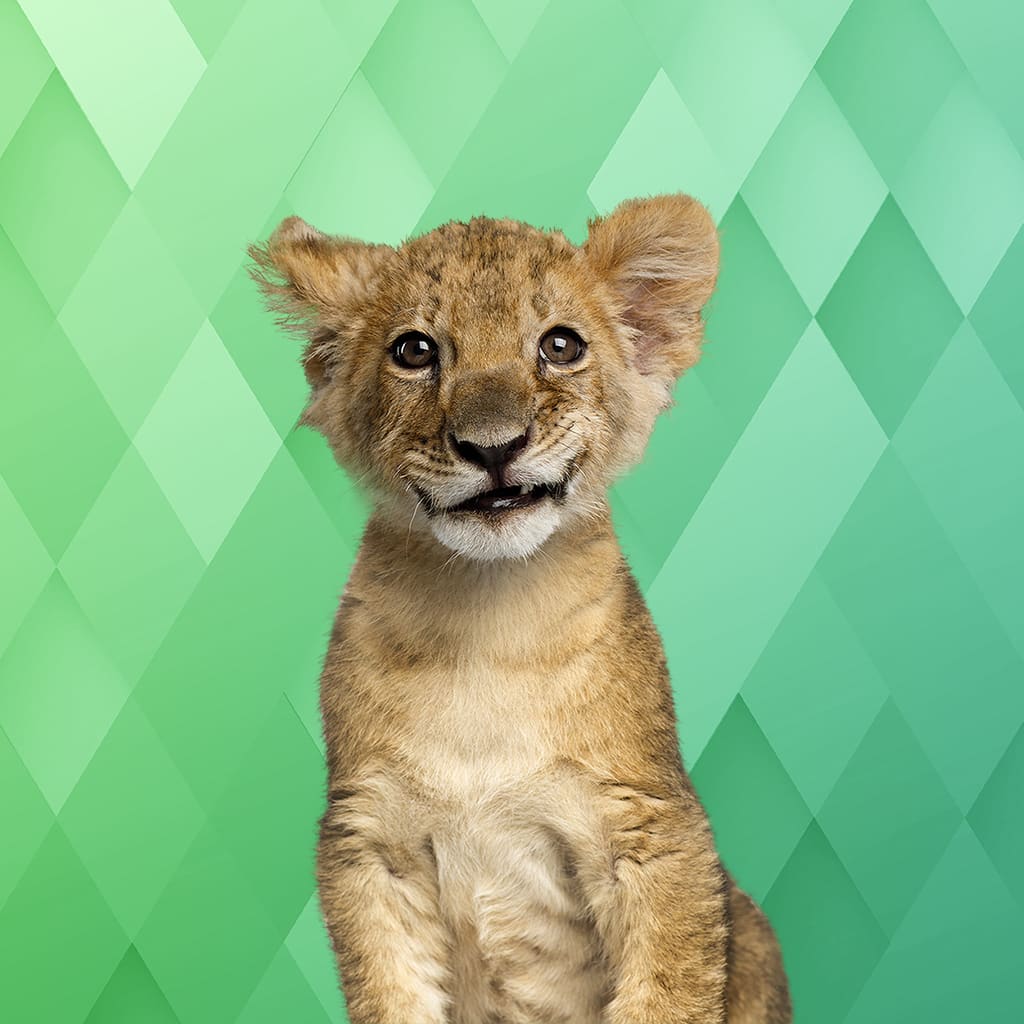I Love Finding Wild Friends Collector's Edition