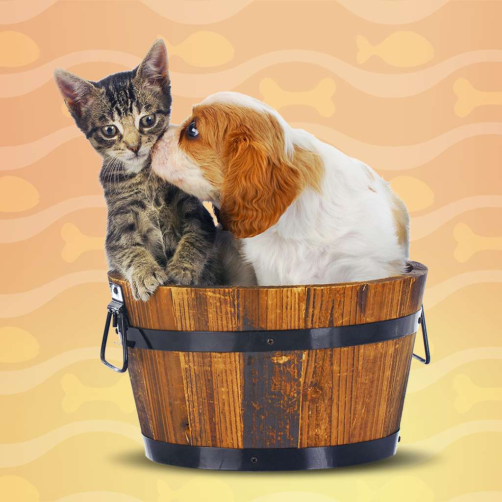 I Love Finding Cats and Pups Collector's Edition