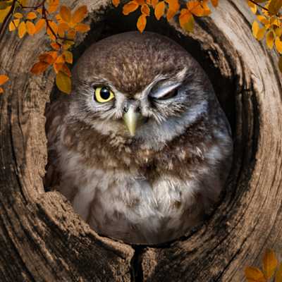 I Love Finding Birds Collector's Edition