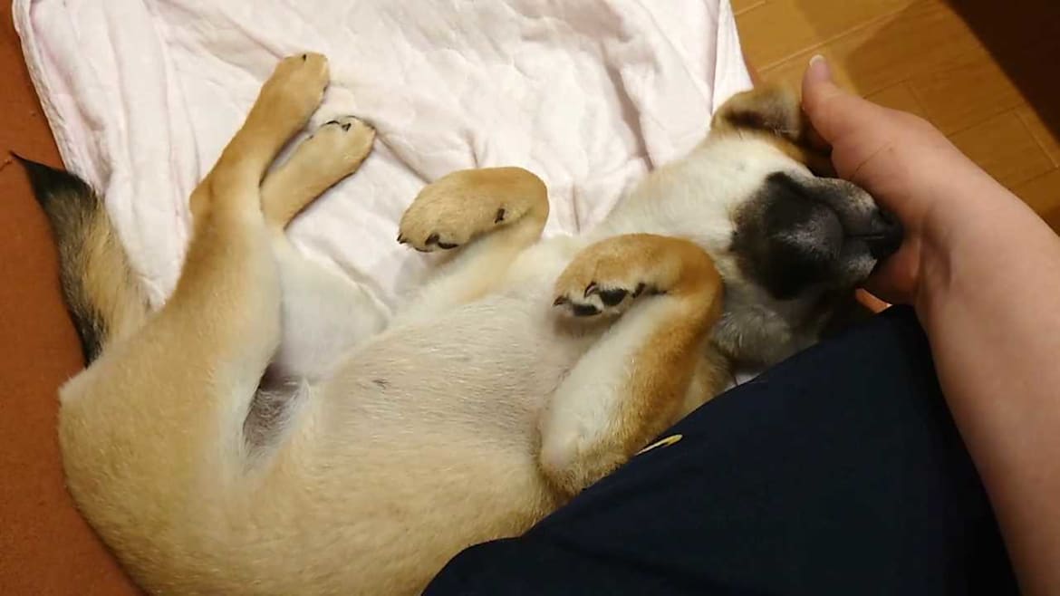 Pixel Game Maker Series Shiba Mekuri -Pixel Game Maker Series Shiba Mekuri  -游戏截图-好玩客