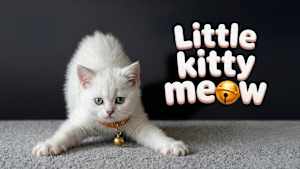 Little Kitty Meow Product Image