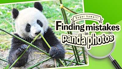 Super kawaii! Finding mistakes in panda photos