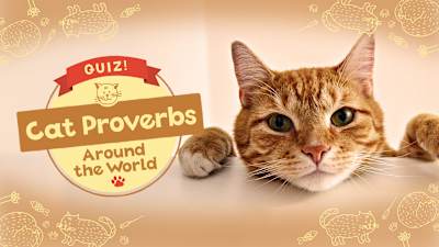 QUIZ! Cat Proverbs Around the World
