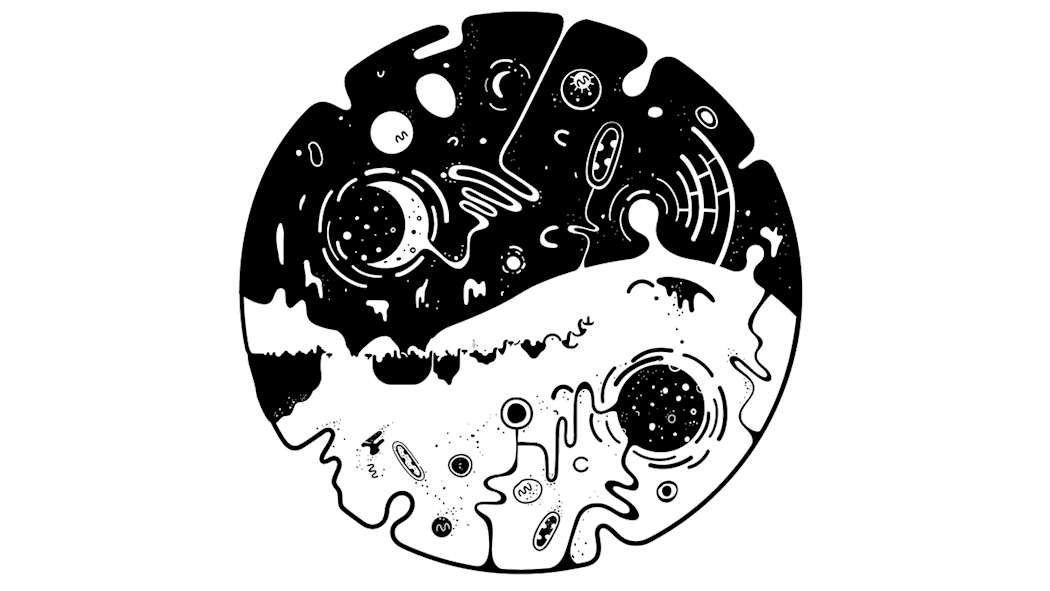 OVIVO 6