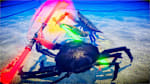Fight Crab - Thumbnail 3