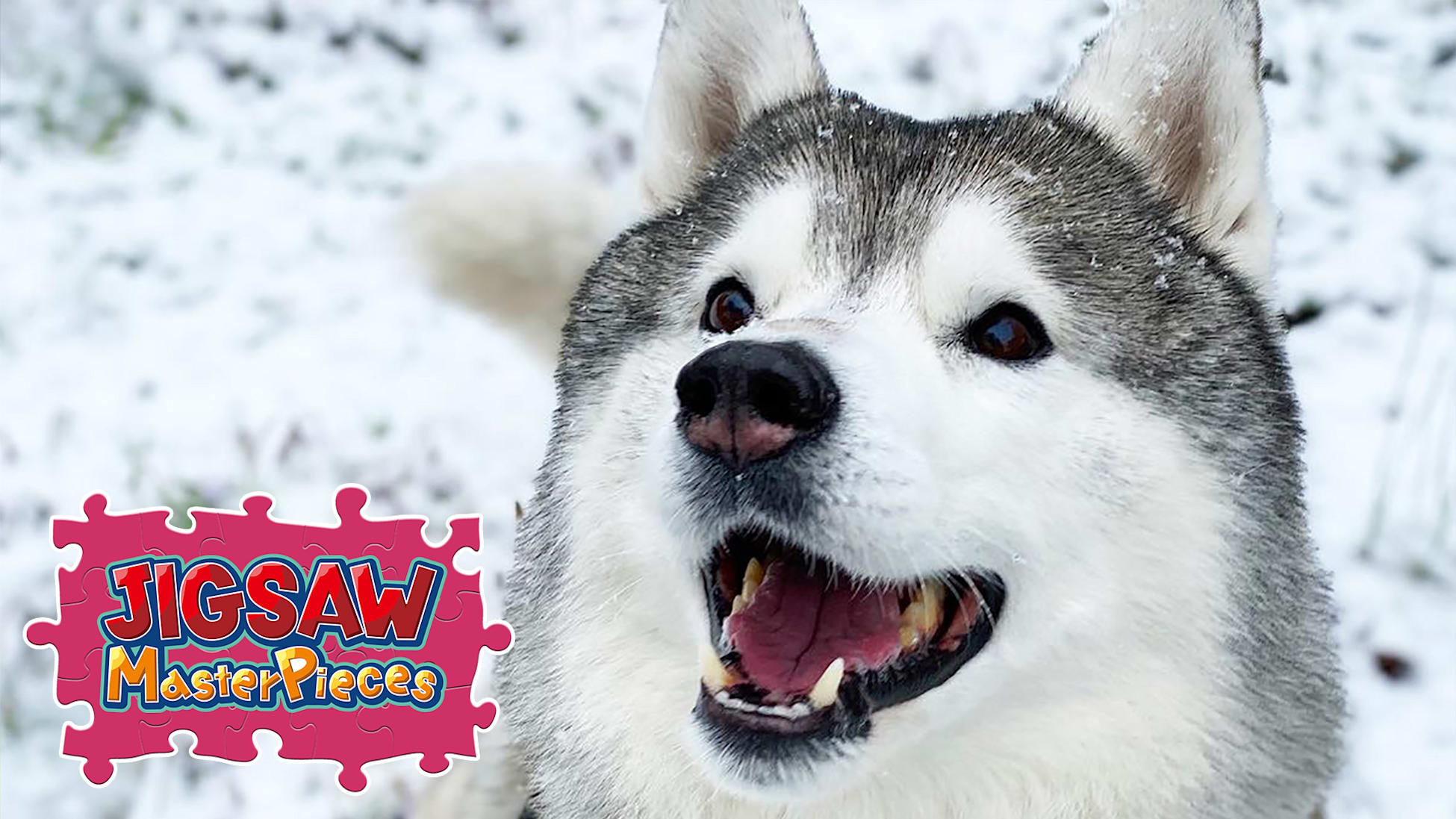 Pupipupi Bunta -Siberian Husky with a Peaceful Face-