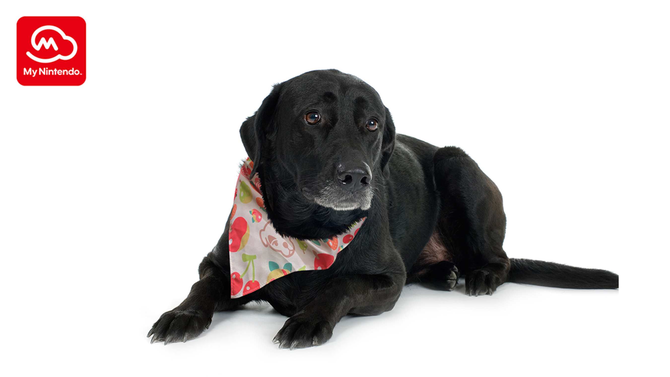 Animal Crossing™ - Colorful Bandana 3