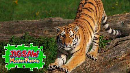 Big Cat Friends