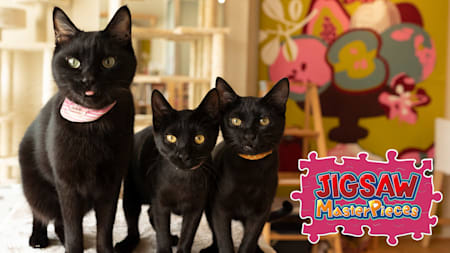 Black Cats in a Cat Welfare Cafe / Kenta Igarashi