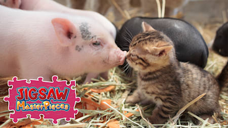 Cats and Friends on the Suetoshi Farm / Kenta Igarashi