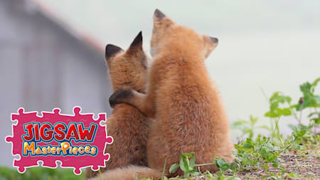 Fluffy Animals in Hokkaido / Kenta Igarashi