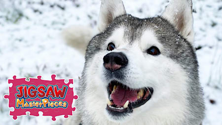 Pupipupi Bunta -Siberian Husky with a Peaceful Face-