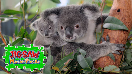 Australia's Native Wildlife