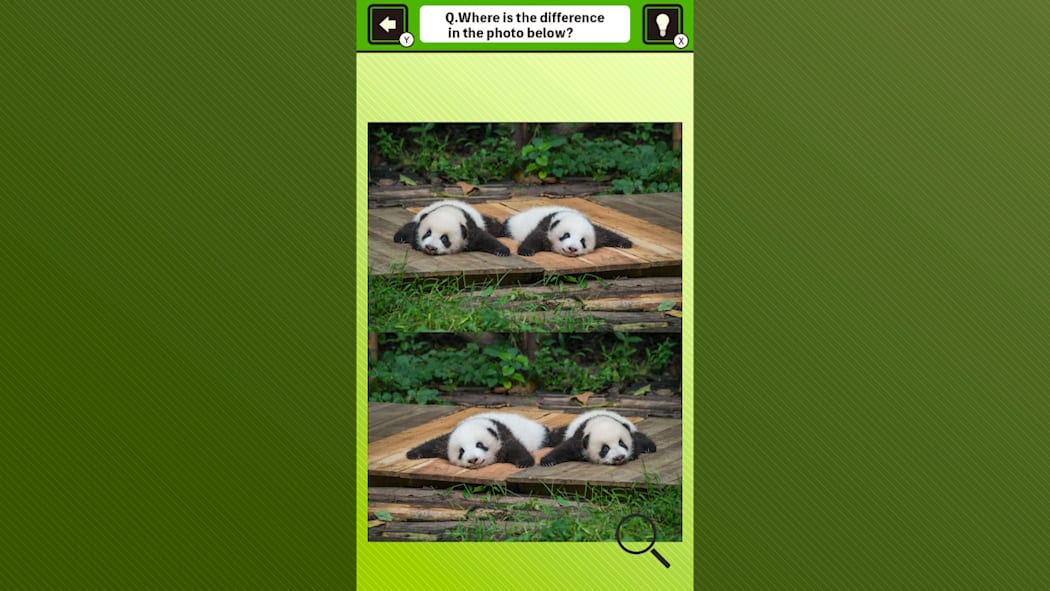 Super kawaii! Finding mistakes in panda photos 5