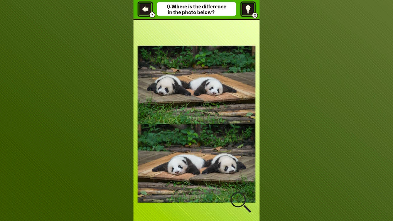Super kawaii! Finding mistakes in panda photos 5