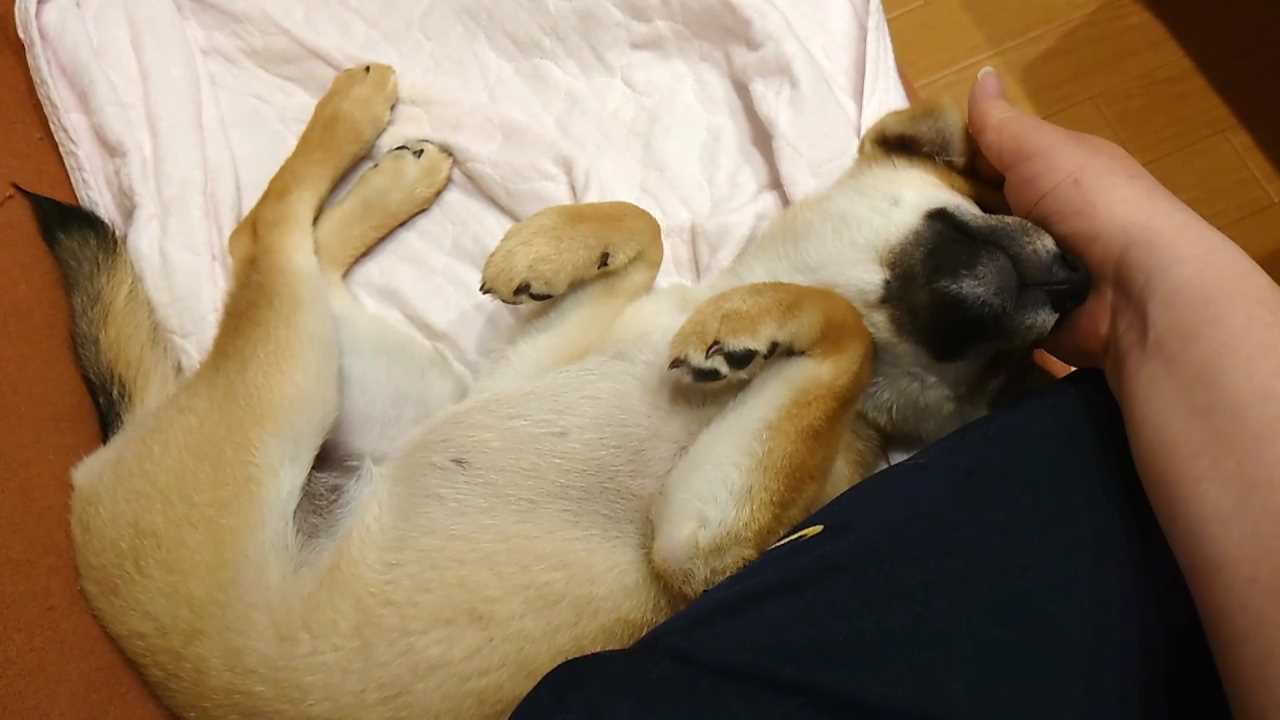Pixel Game Maker Series Shiba Mekuri 6