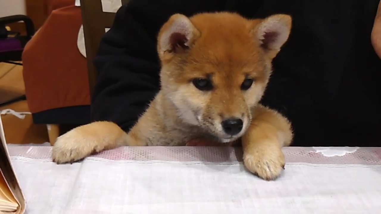 Pixel Game Maker Series Shiba Mekuri 7