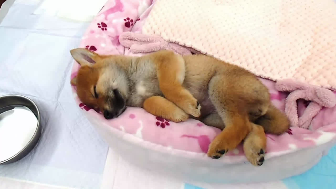 Pixel Game Maker Series Shiba Mekuri 5