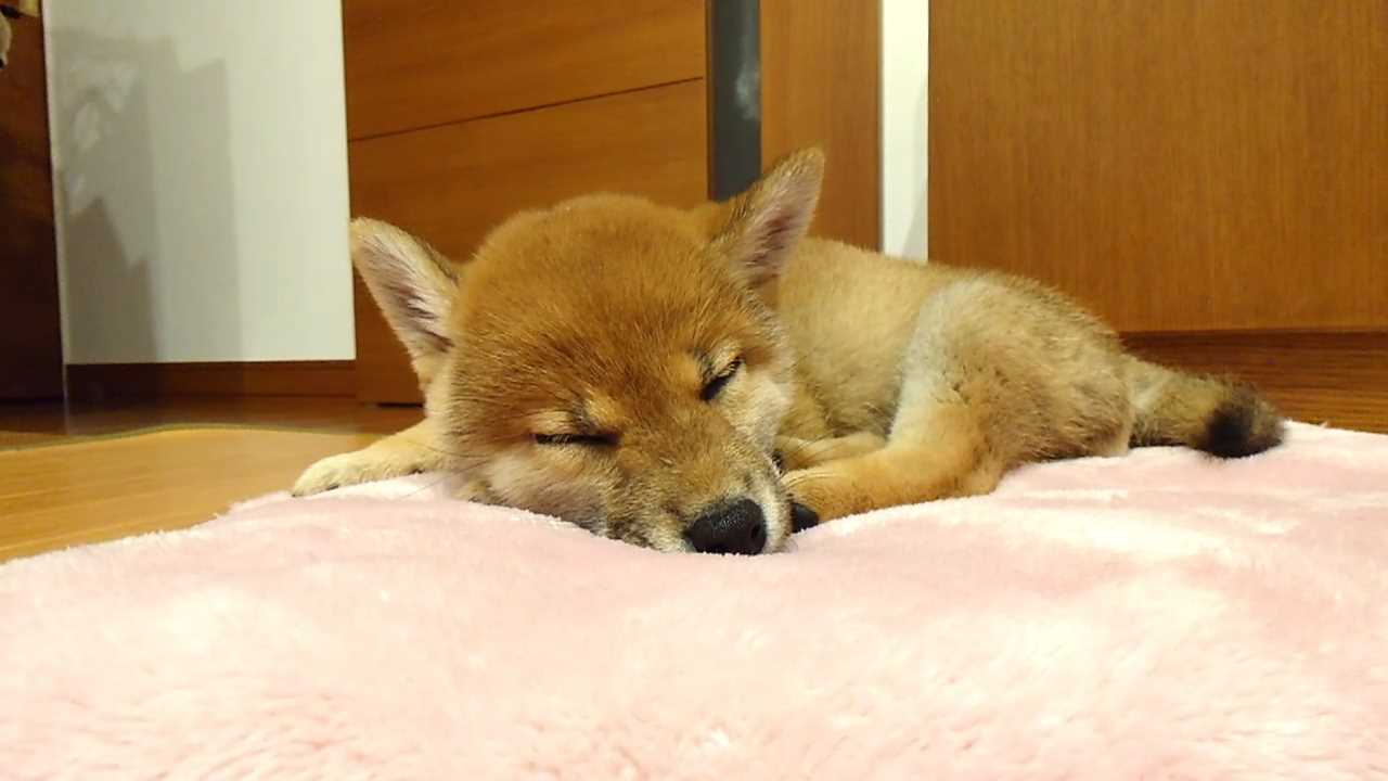 Pixel Game Maker Series Shiba Mekuri 8