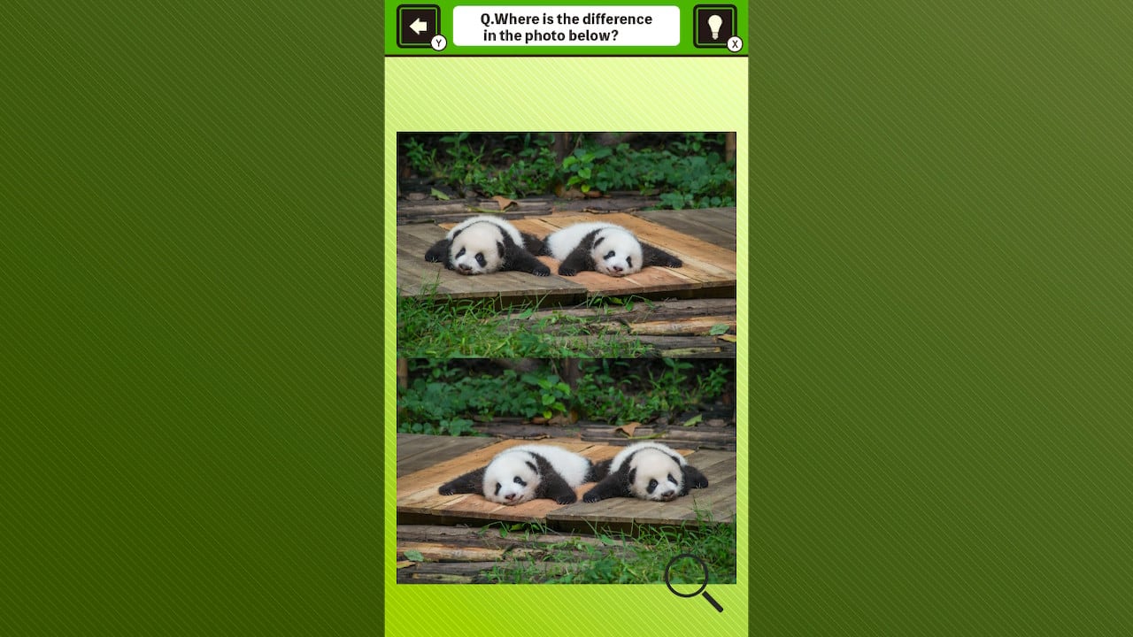 Super kawaii! Finding mistakes in panda photos 5