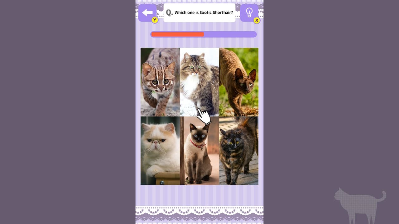 Cat Spotting Challenge! 3