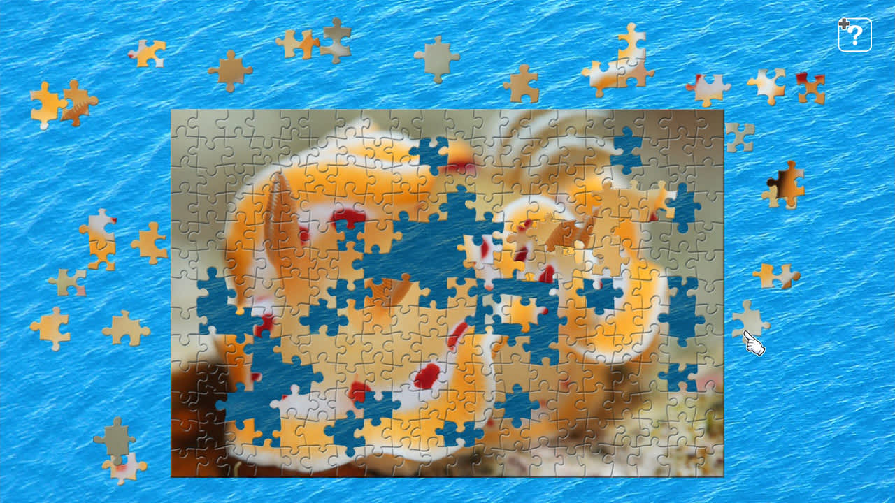 Sea Slugs  - Gems of the Sea - 2