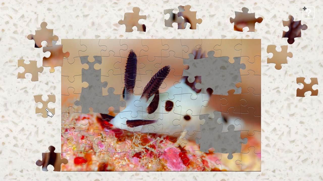 Sea Slugs  - Gems of the Sea - 4
