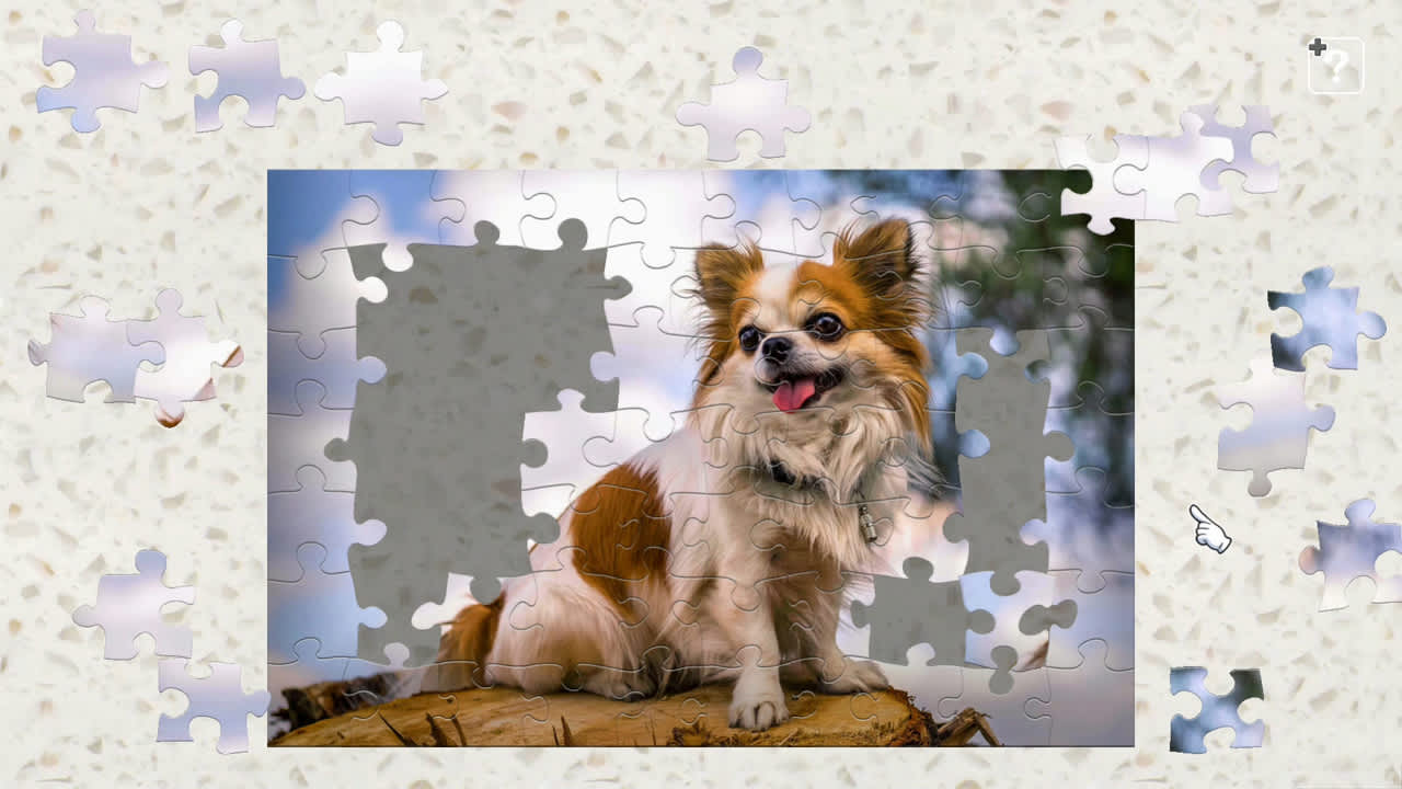 Chihuahua  - The Smallest Dog - 4