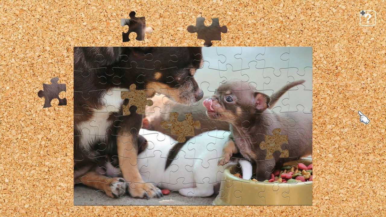 Chihuahua  - The Smallest Dog - 2