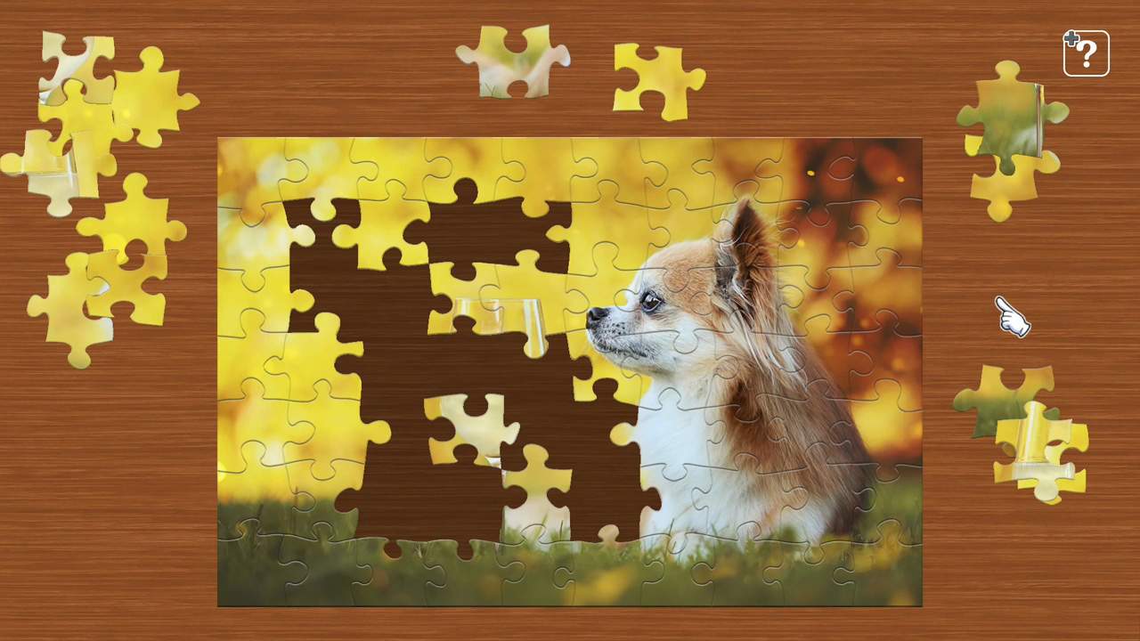 Chihuahua  - The Smallest Dog - 3