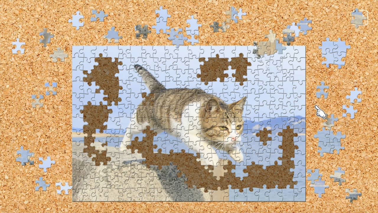 Jumping Cats / Kenta Igarashi 2