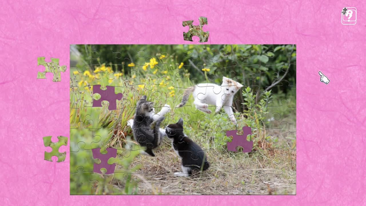 Jumping Cats / Kenta Igarashi 4