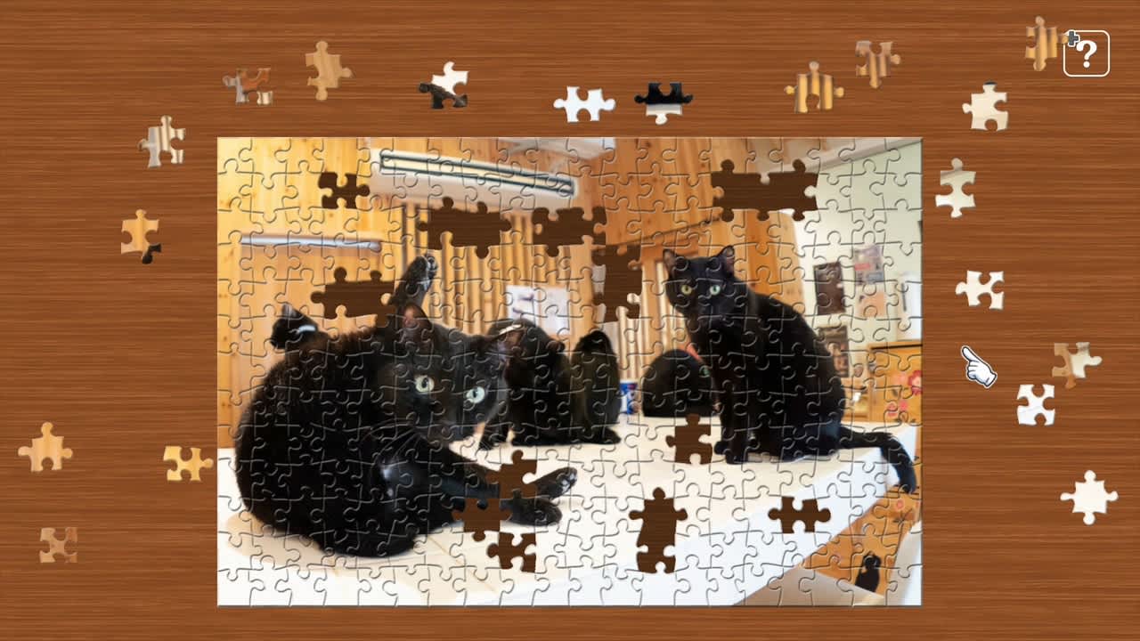 Black Cats in a Cat Welfare Cafe / Kenta Igarashi 3