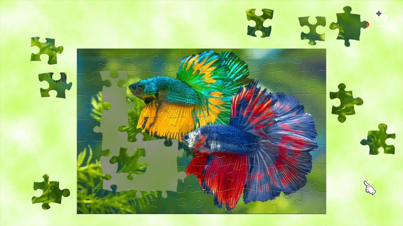 Colorful Fish 3