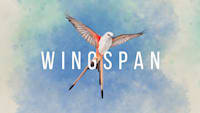 Wingspan nintendo switch release date discount