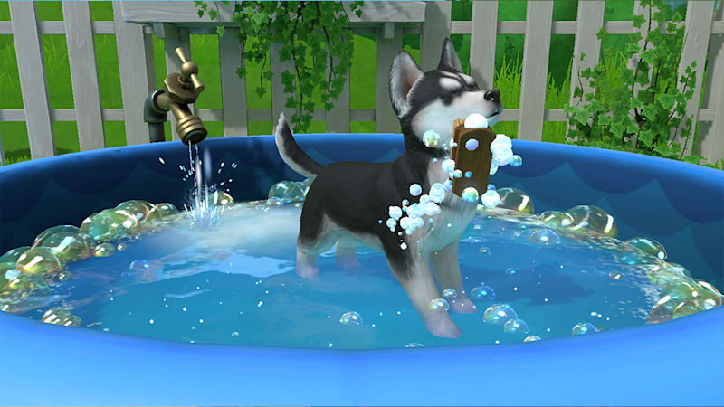 Games with your dog  Bath Cats & Dogs Home