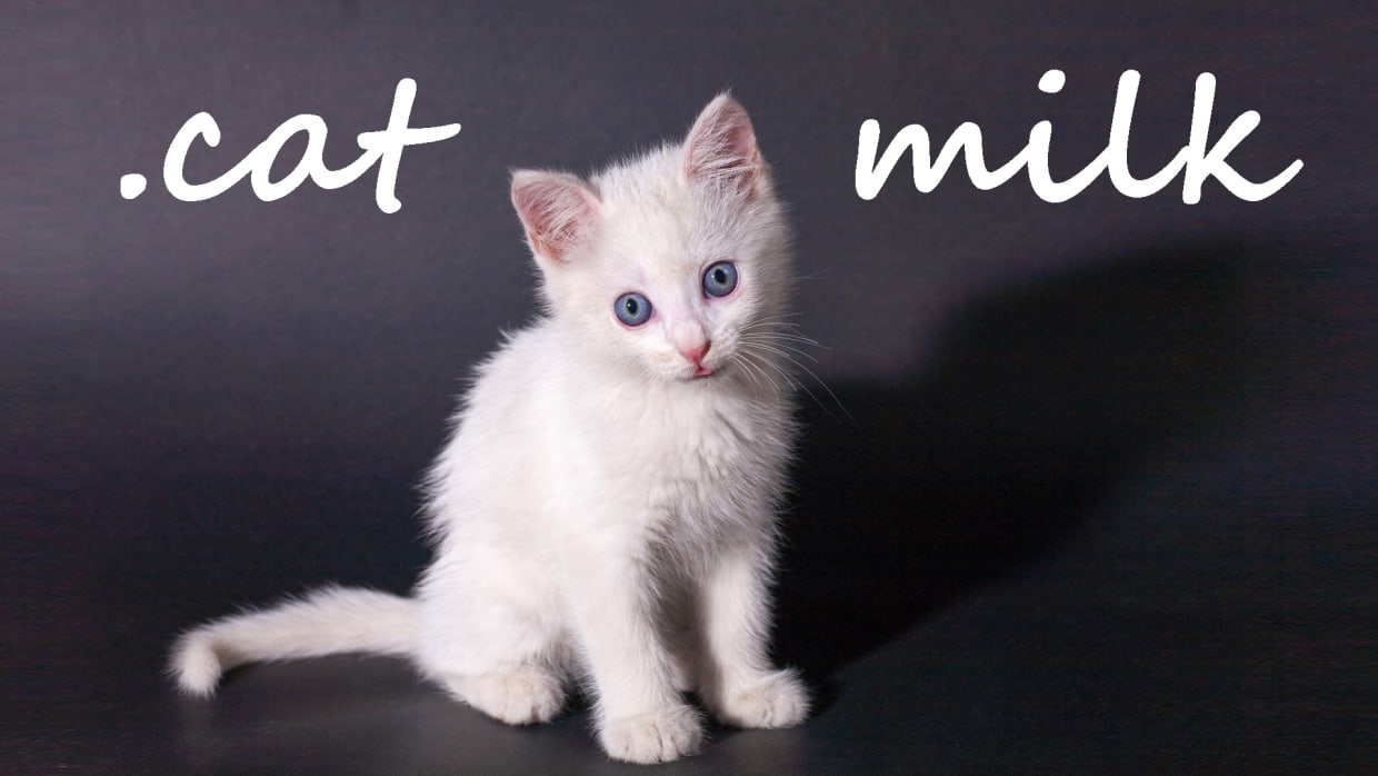 A little cat sales