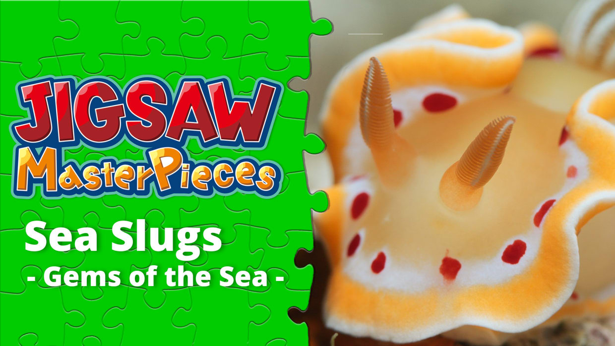 Sea Slugs  - Gems of the Sea - 1