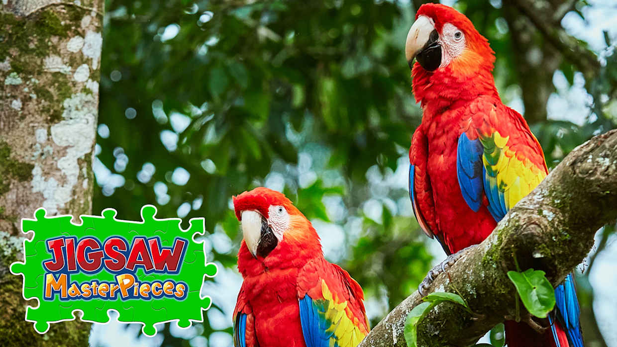 Colorful Birds 1