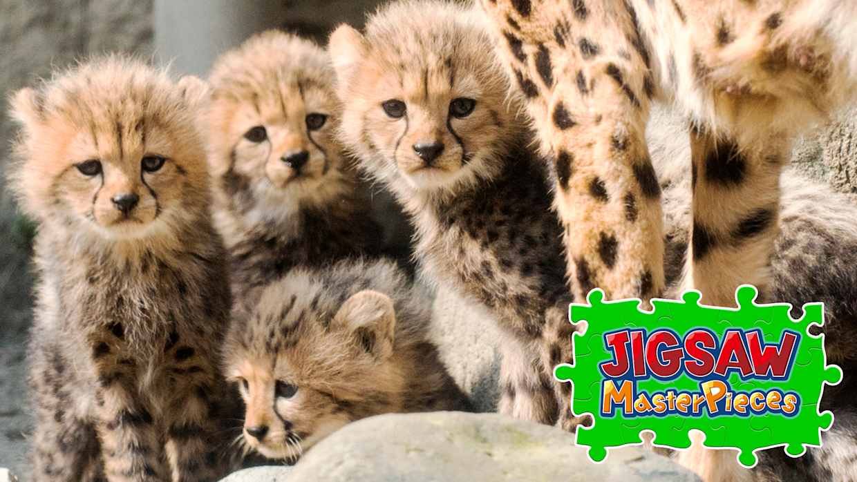 Baby Animals 1