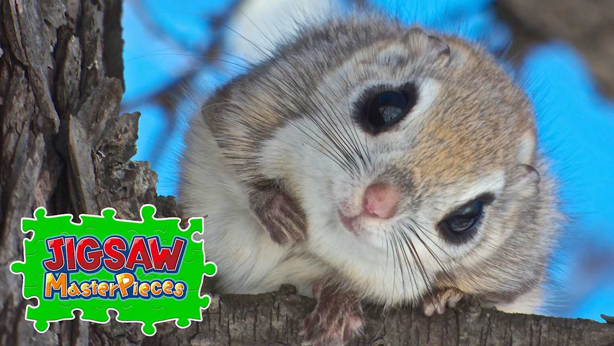 Little Animals 1