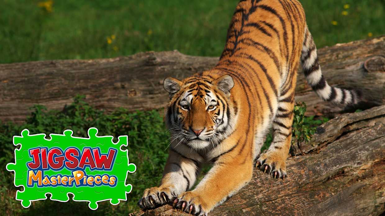 Big Cat Friends 1