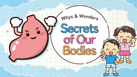 Whys & Wonders Secrets of Our Bodies