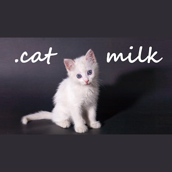 Cat milk price top