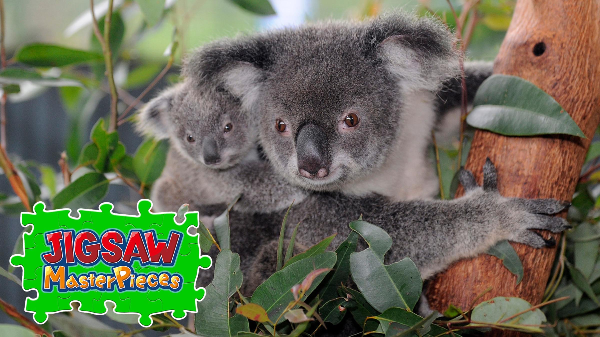 Nintendo Switch - コアラNintendo Switch Australia's Native Wildlife for Nintendo Switch - Nintendo