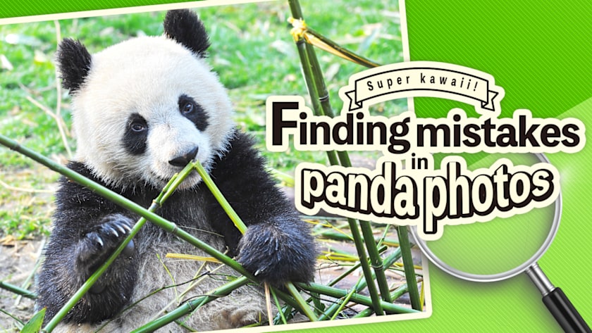 Super kawaii! Finding mistakes in panda photos