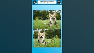 Train Your Brain! Spot the Difference with Dog Photos screenshot 2