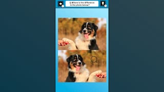 Train Your Brain! Spot the Difference with Dog Photos screenshot 3