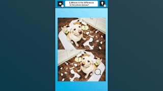Train Your Brain! Spot the Difference with Dog Photos screenshot 1