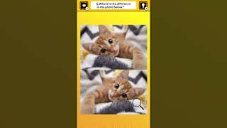 Train Your Brain! Spot the Difference with Cat Photos screenshot 4